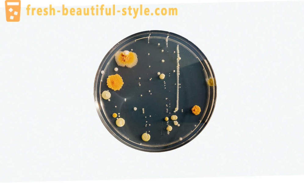 5 общи заблуди за бактерии