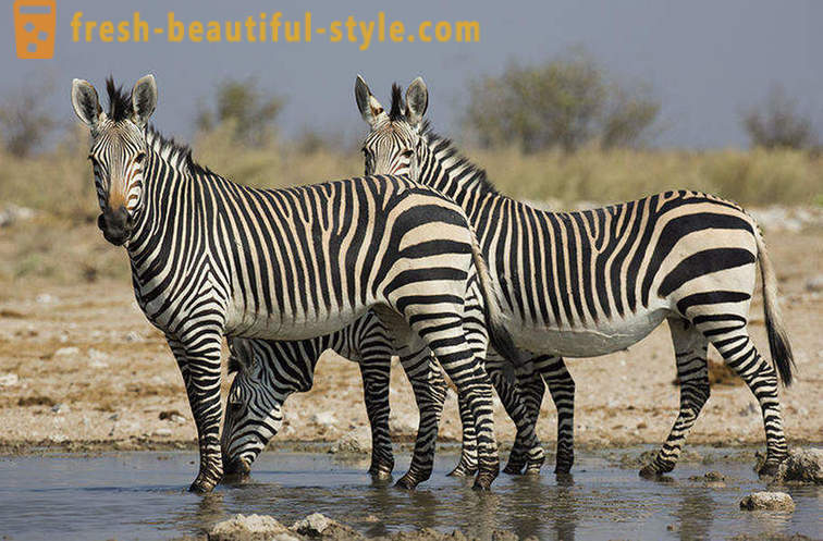 Какъв цвят е зебра и защо тя ленти