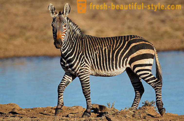 Какъв цвят е зебра и защо тя ленти