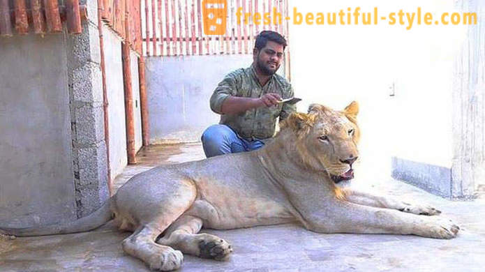 Двама братя от Пакистан донесоха лъв на име Simba
