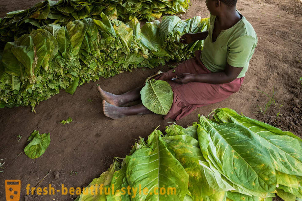 Малави плантация тютюн