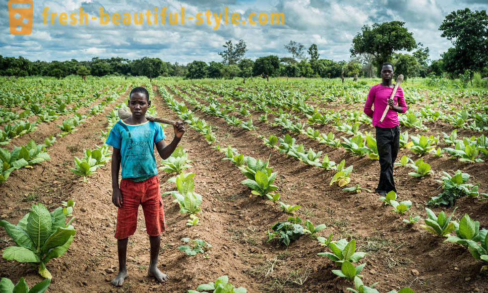 Малави плантация тютюн