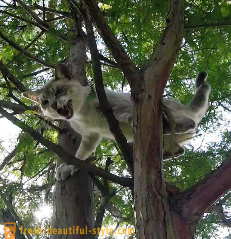 Американските пенсионери, се катерят по дърветата, спасява котки
