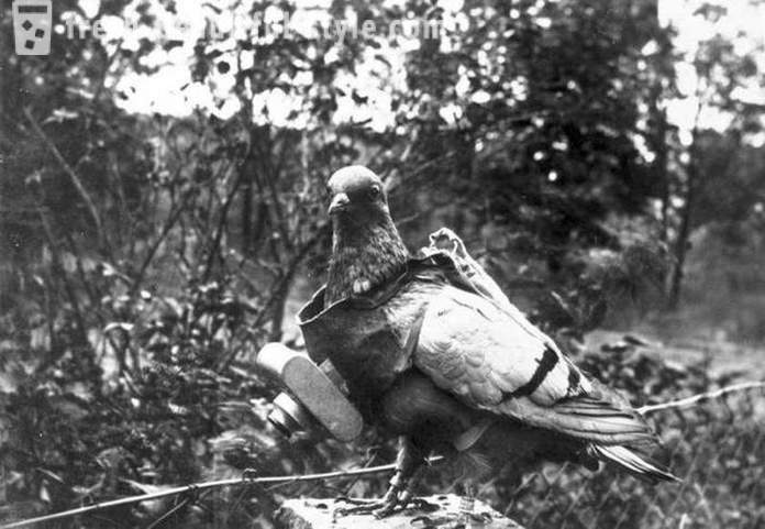 Интересни факти от историята на гълъб
