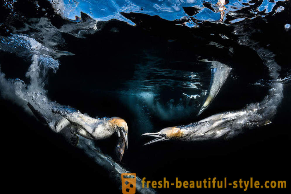 Невероятна кадри на победители в конкурса подводна фотография
