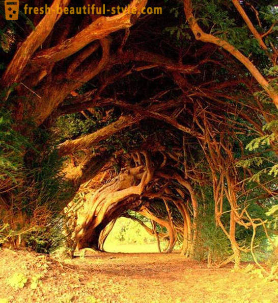 Повечето интересни тунели от дървета