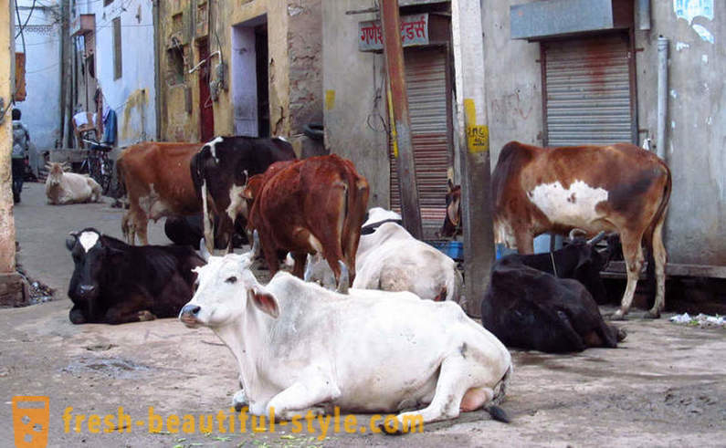Бездомни крави - един от проблемите на Индия