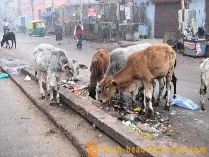 Бездомни крави - един от проблемите на Индия