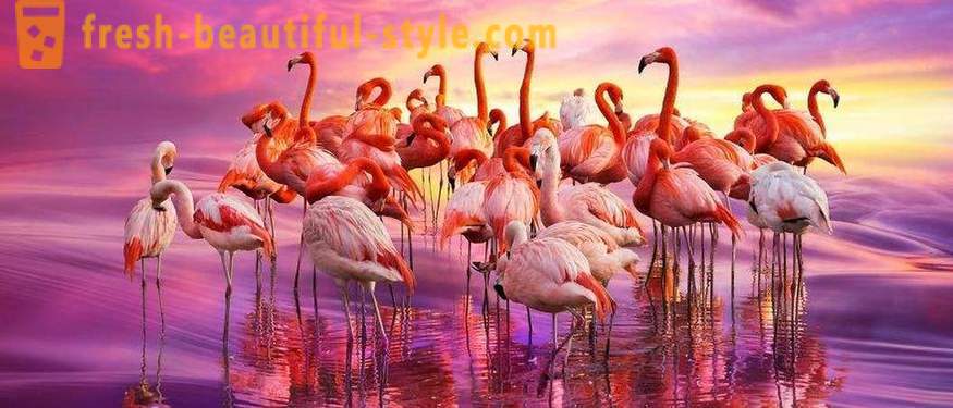 Flamingo - някои от най-старите видове птици
