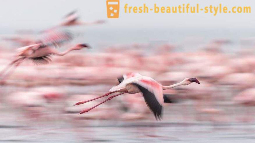 Flamingo - някои от най-старите видове птици