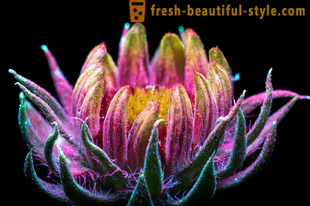 Зашеметяващ снимки на цветя, осветени с ултравиолетова светлина