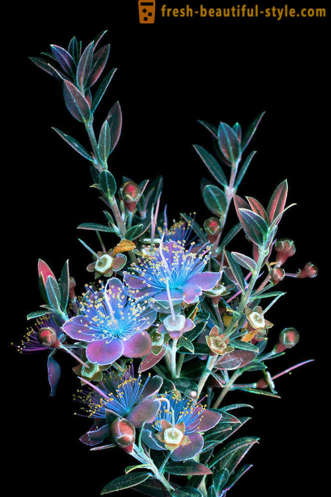 Зашеметяващ снимки на цветя, осветени с ултравиолетова светлина