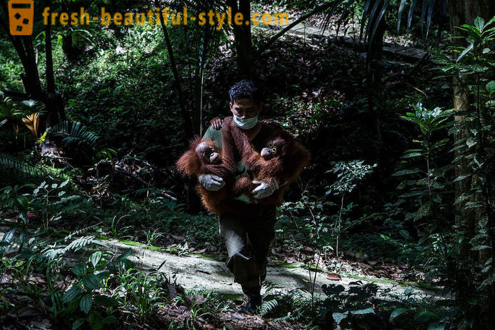 Орангутаните в Индонезия