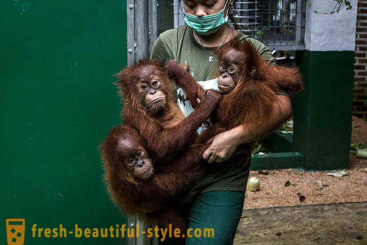 Орангутаните в Индонезия