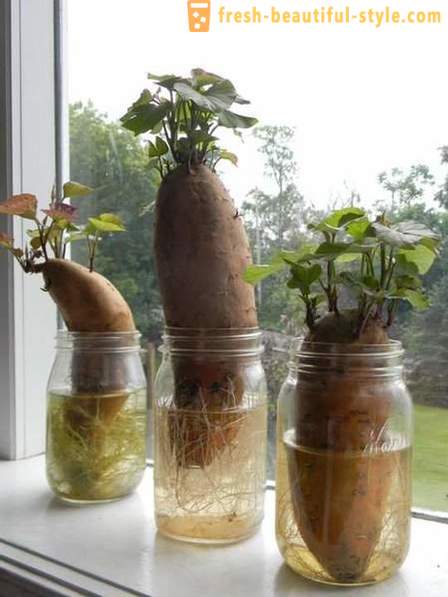 15 растителни култури, които могат да се отглеждат на прозореца в дома