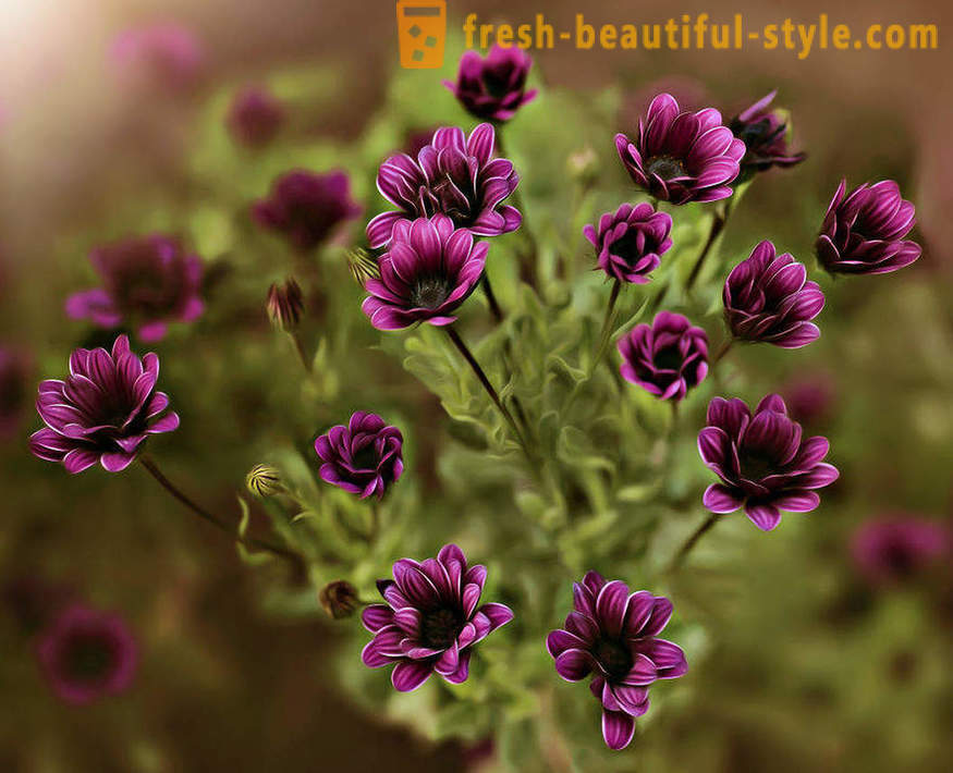 Красотата на цветя в макро фотография. Красиви снимки на цветя.