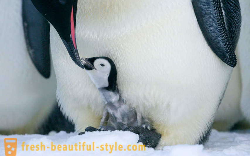 Както мъжки Императорските пингвини се грижат за тяхното потомство