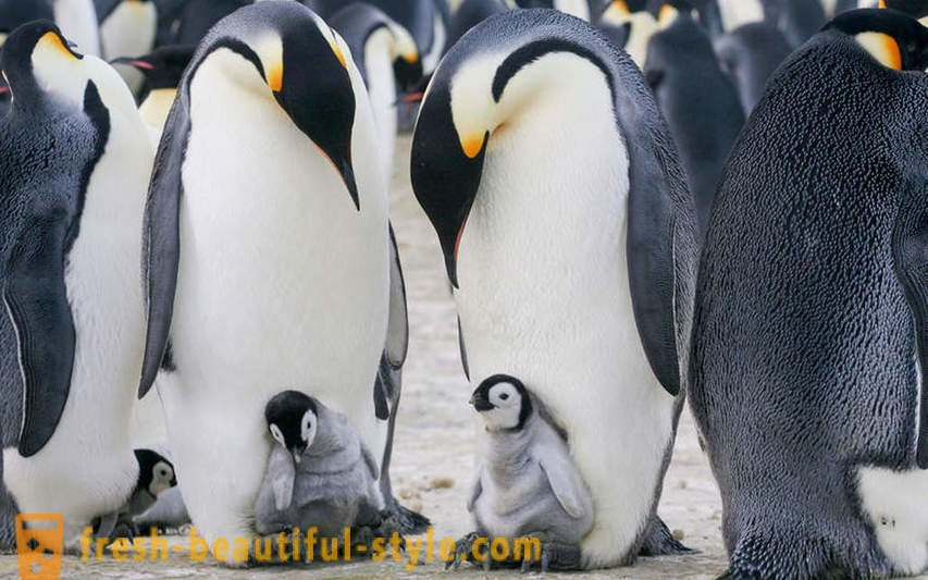Както мъжки Императорските пингвини се грижат за тяхното потомство