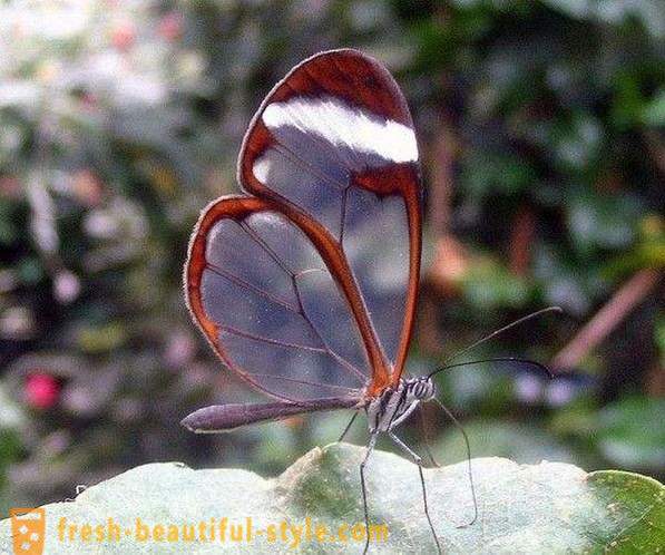 Невероятна пеперуда sesiidae