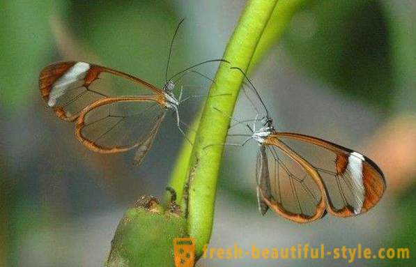 Невероятна пеперуда sesiidae