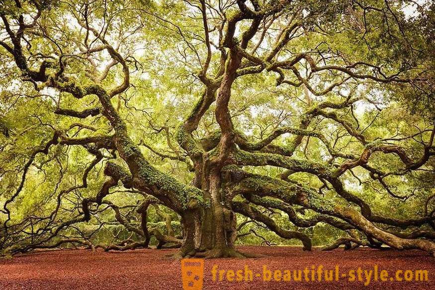 Ярки и необичайни дървета от цял ​​свят