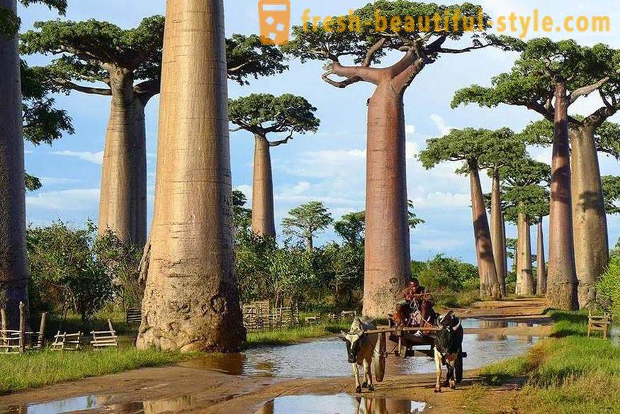 Ярки и необичайни дървета от цял ​​свят