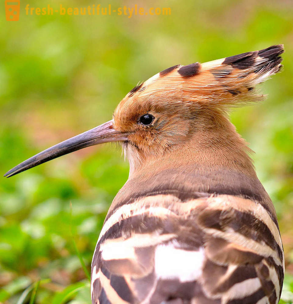 10 птици с най-необичайните защитни механизми