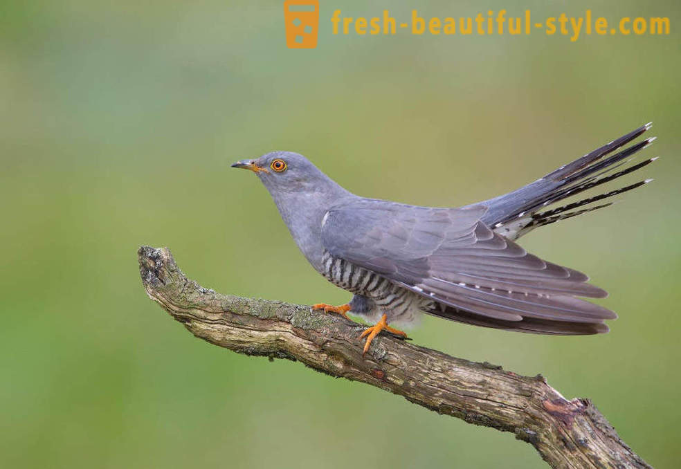 10 птици с най-необичайните защитни механизми