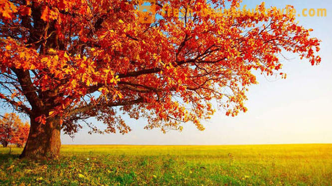 10 уютни факти за есента