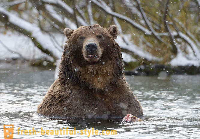 Или не може да бъде уникален за руски филм за семейството на мечка?