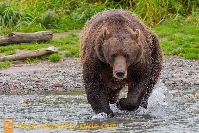 Primordial Камчатка: Земя мечки