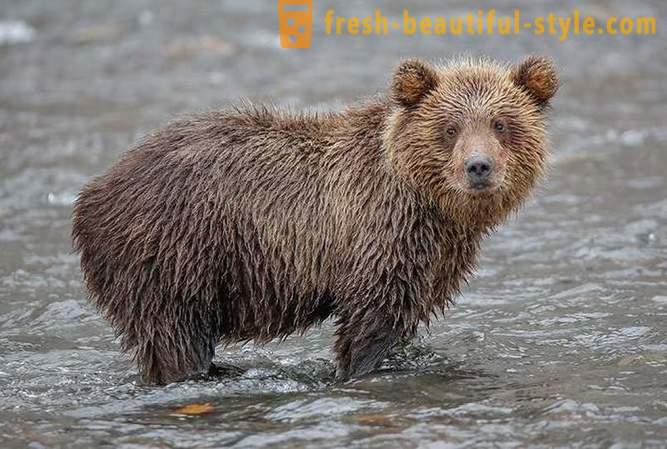 Primordial Камчатка: Земя мечки