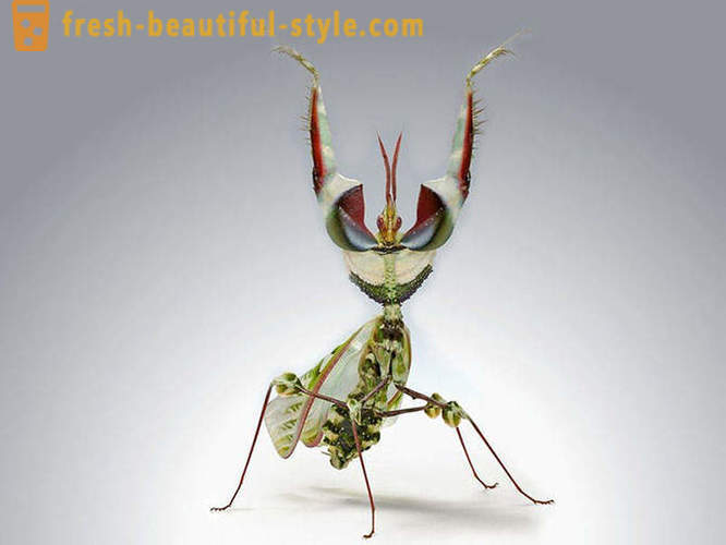 10 от най-страшните планета бръмбарите