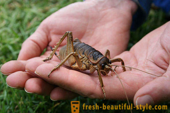 10 от най-страшните планета бръмбарите