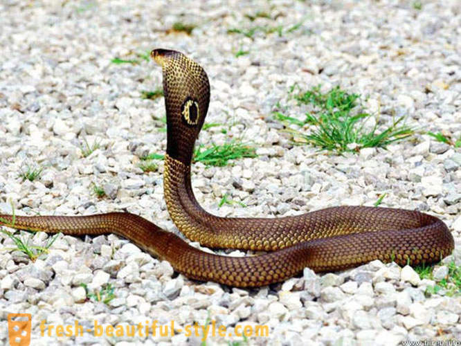 Най-опасните змии в света