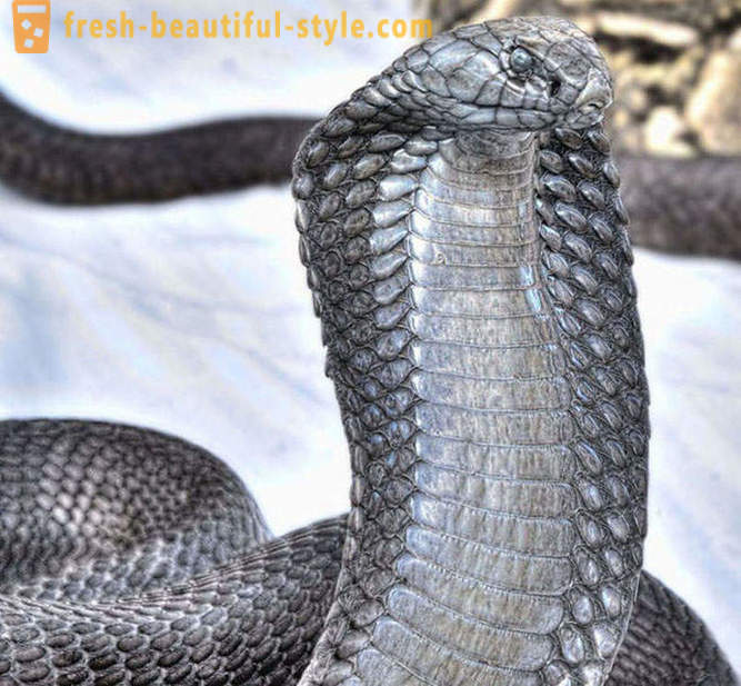 Най-опасните змии в света