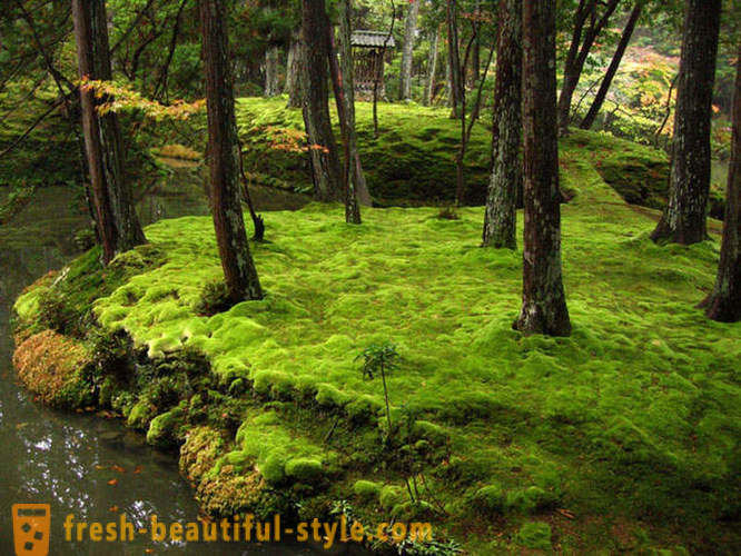 Мос градина в Япония