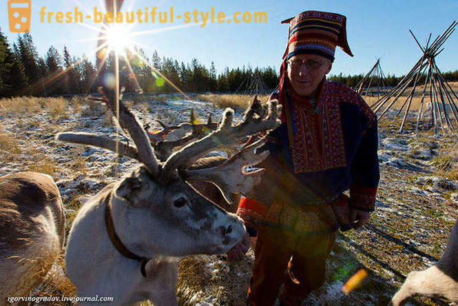 В търсене на Дядо Коледа в северен елен сибирско хъски