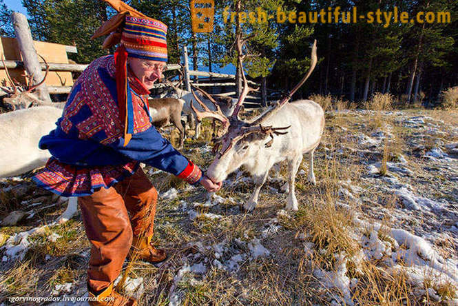 В търсене на Дядо Коледа в северен елен сибирско хъски