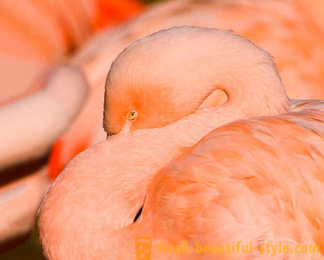Страна на розови фламинго