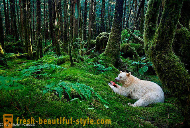Победителите в конкурса на дивата природа снимки 2012