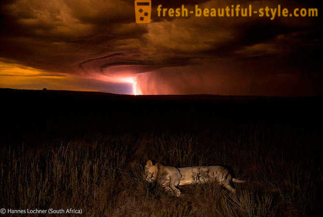 Победителите в конкурса на дивата природа снимки 2012