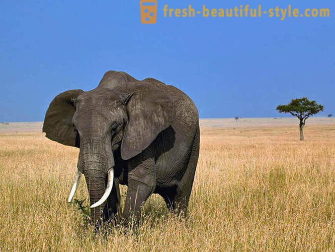 Най-голямото сухоземно животно в света