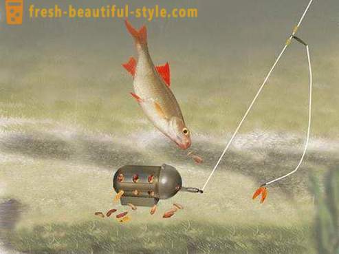 Роуч - риба от семейство шаранови. Описание и снимка. Как да хванете хлебарка?