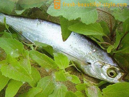 Когато обичайното риба sabrefish? Как да се готви риба sabrefish?