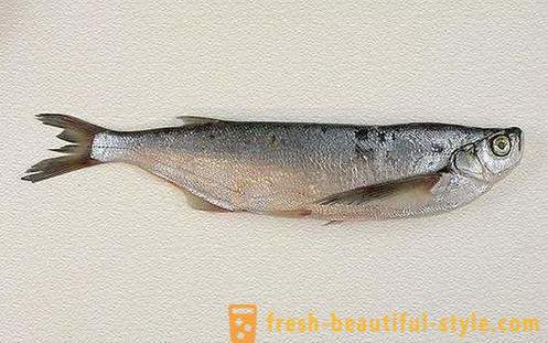 Когато обичайното риба sabrefish? Как да се готви риба sabrefish?