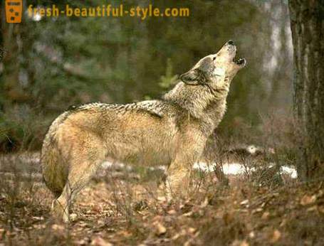 Лов на вълци. Методи за лов на вълци