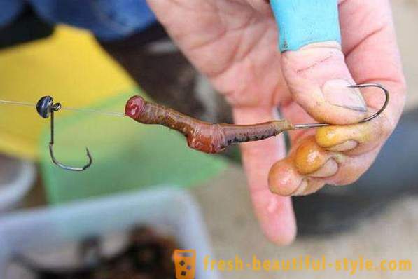 Как да се разпространява червея на куката правилно